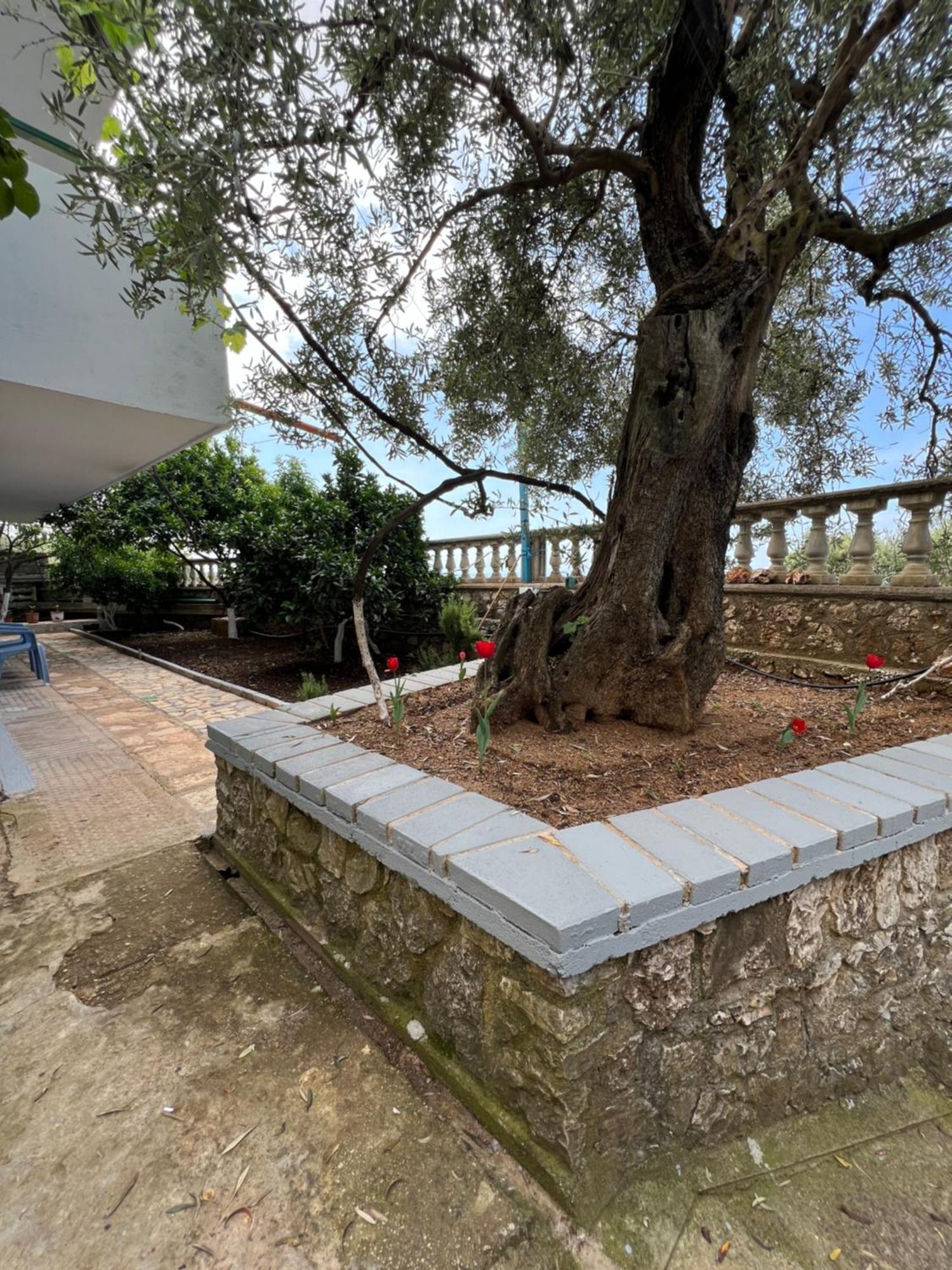 דרמי Petra Oliva Apartment מראה חיצוני תמונה